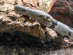 20181021 4312CPw [D~HF] Graugebänderte Königsnatter (Lampropeltis alterna), Tierpark Herford