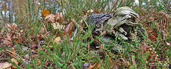 Baumstumpf in der Heide...  Tree stump in the heath...