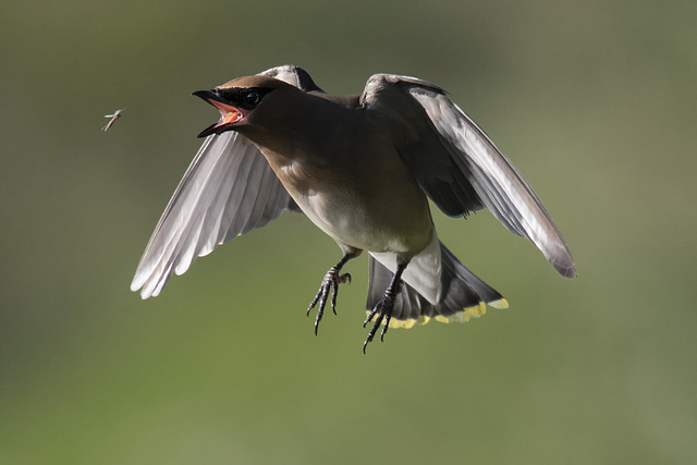 Cedar Waxwing