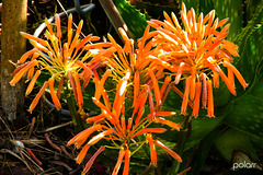 Flor de Aloe Maculata