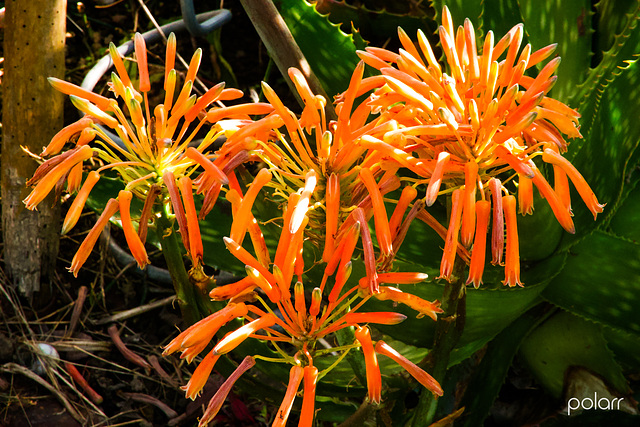 Flor de Aloe Maculata