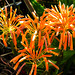 Flor de Aloe Maculata