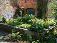 tulips in a wild garden