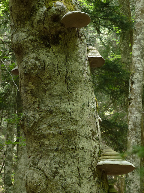 20150523 -25 Rando VTT La chapelle en Vercors (293) al