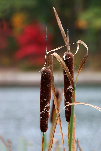 Cattails