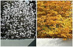 Magnolienbusch .... Frühling 2012/Herbst 2015