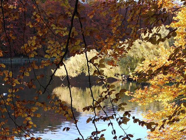 leaves P1000674