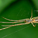 Long Jawed Orb Web Spider. Tetragnatha Extensa