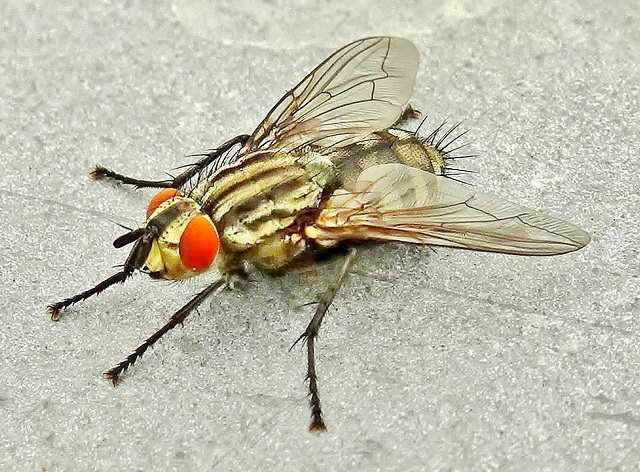 Flesh Fly. Sarcophaga carnaria