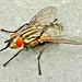 Flesh Fly. Sarcophaga carnaria