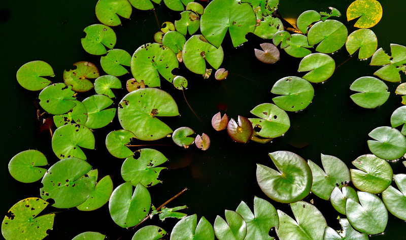 Lily pads