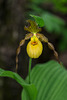 Cypripedium parviflorum variety pubescens (Large Yellow Lady'-slipper orchid)