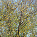 Day 4, Huisache tree, Leonabelle Turnbull Birding Centre