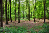 Naturschutzgebiet Auf der Kämpe (Gelsenkirchen-Scholven) / 5.05.2019