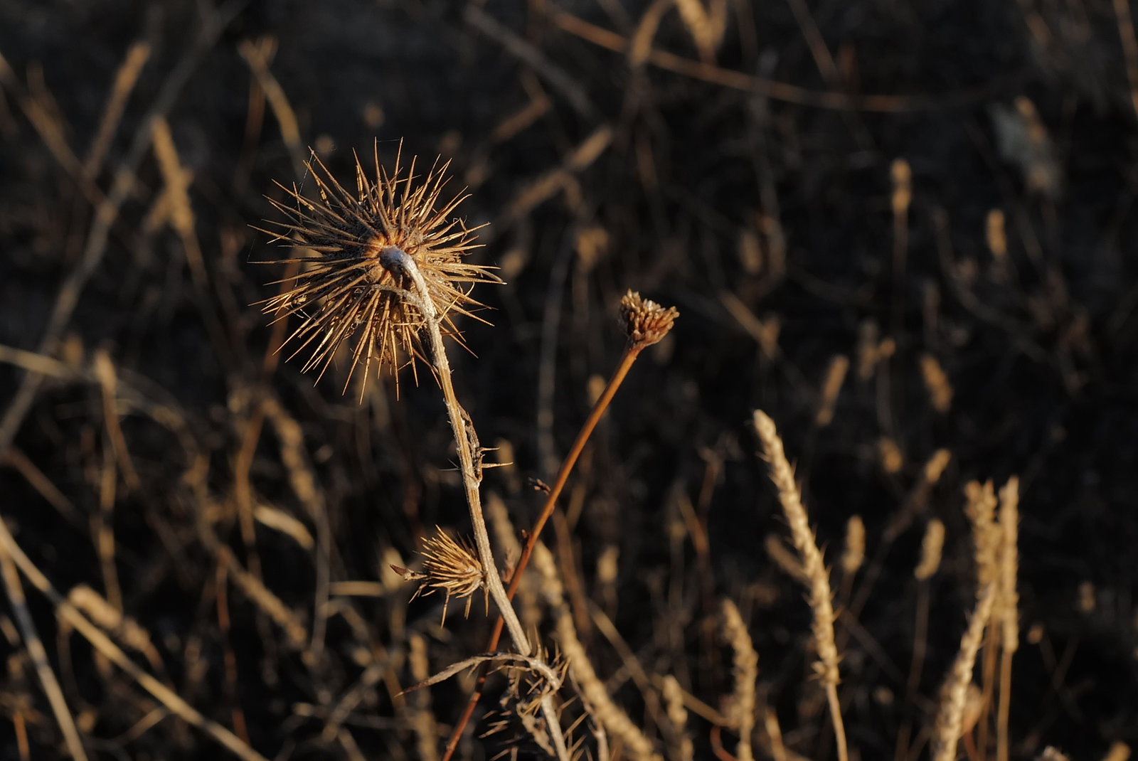 Galactites tomentosus, Thirsty Land Poetry