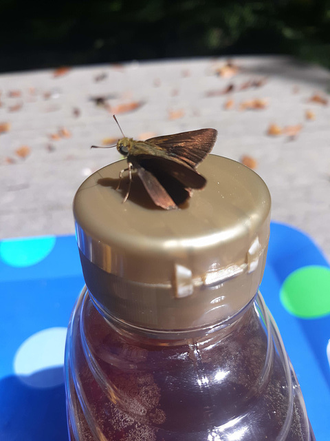 Clouded skipper (Lerema accius)