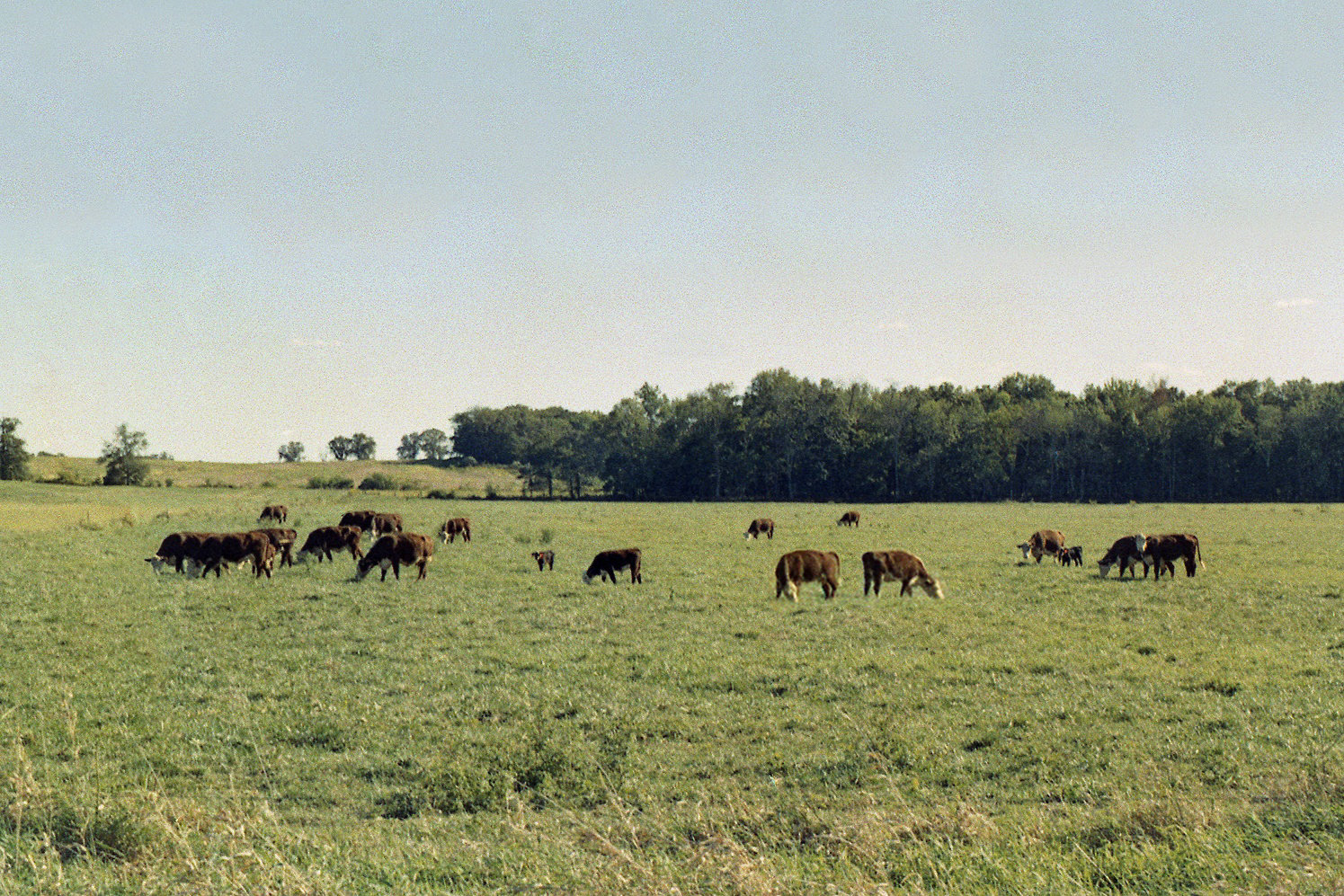 Out To Pasture