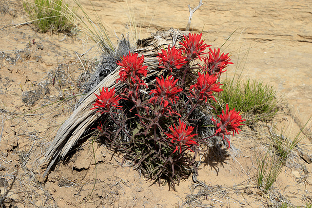 Desert Indian Paintbrush