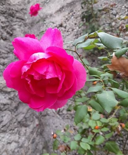 Première  rose au parc**************