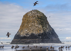 Bird Rock