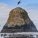 Bird Rock