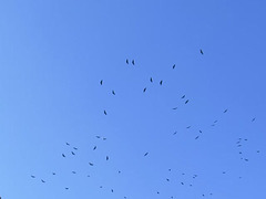 Vultures soaring before going to roost