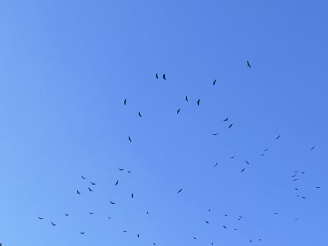 Vultures soaring before going to roost