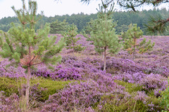 Cuxhavener Küstenheiden Cuxhavener Küstenheiden