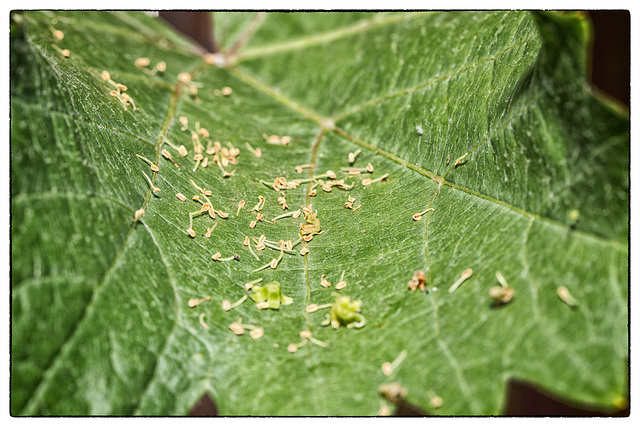 Makro Weinstockblatt