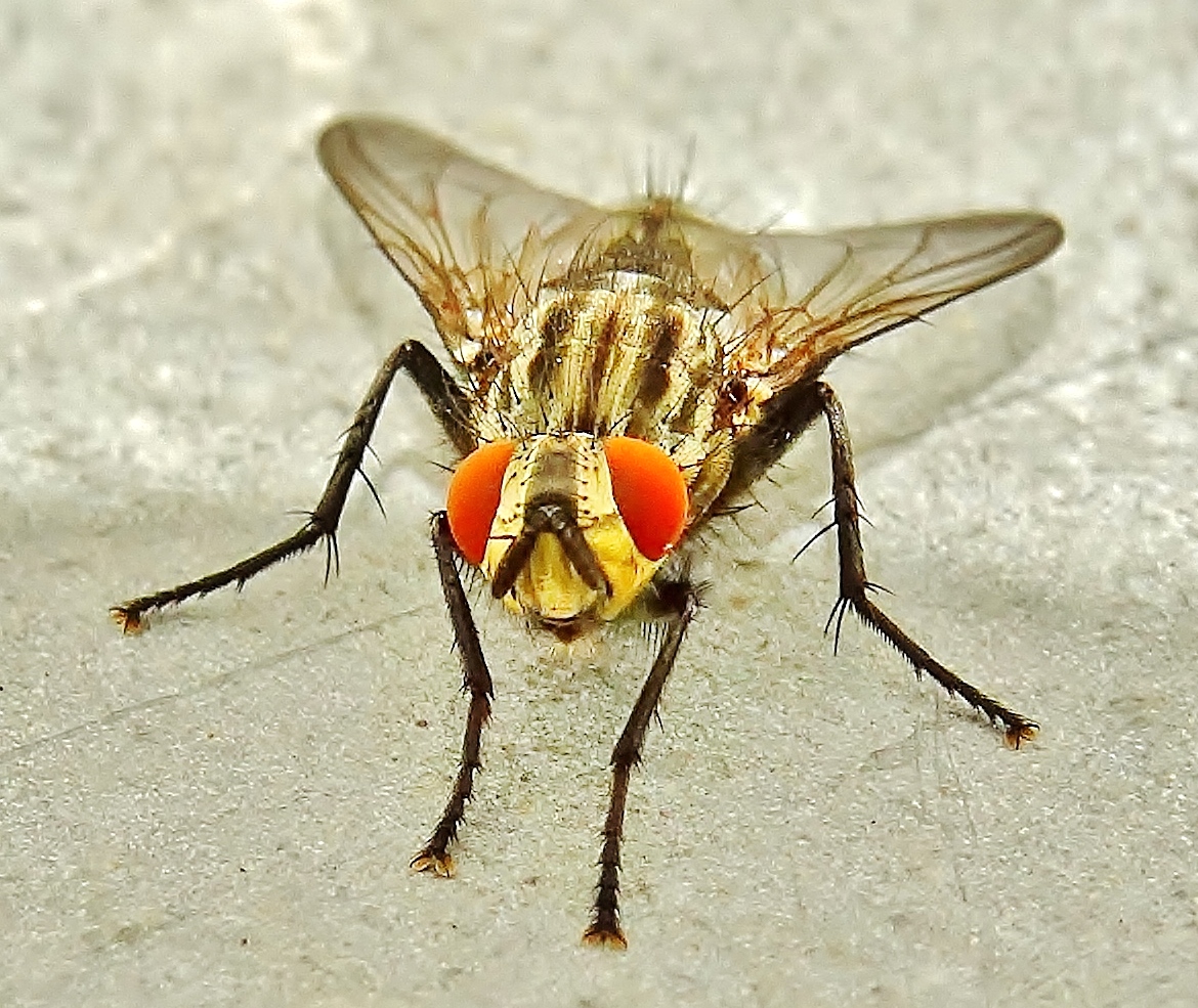 Flesh Fly. Sarcophaga carnaria