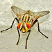 Flesh Fly. Sarcophaga carnaria