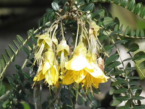 Just hangin about in yellow