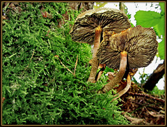 Mouse's eye view of mushrooms