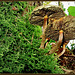 Mouse's eye view of mushrooms