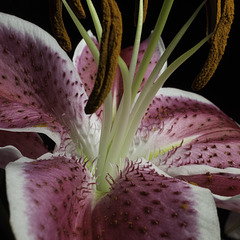 Tiger Lily Award Winning Photograph