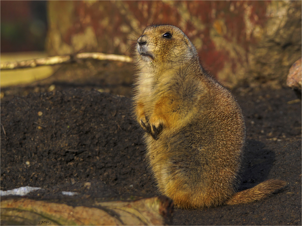 Black-tailed prairie dog