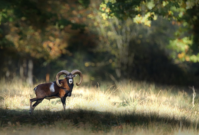 mouflon