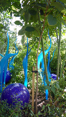 Dale Chihuly Retrospective at Kew Gardens