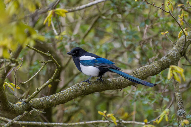 Magpie at Frodsham HIll