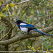 Magpie at Frodsham HIll
