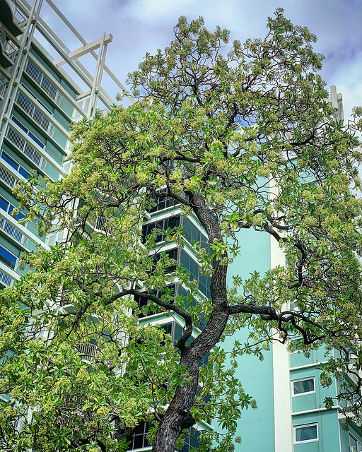 landscaping detail - the Kahala Hotel