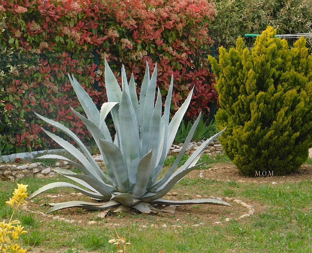 Agave dans un jardin**************