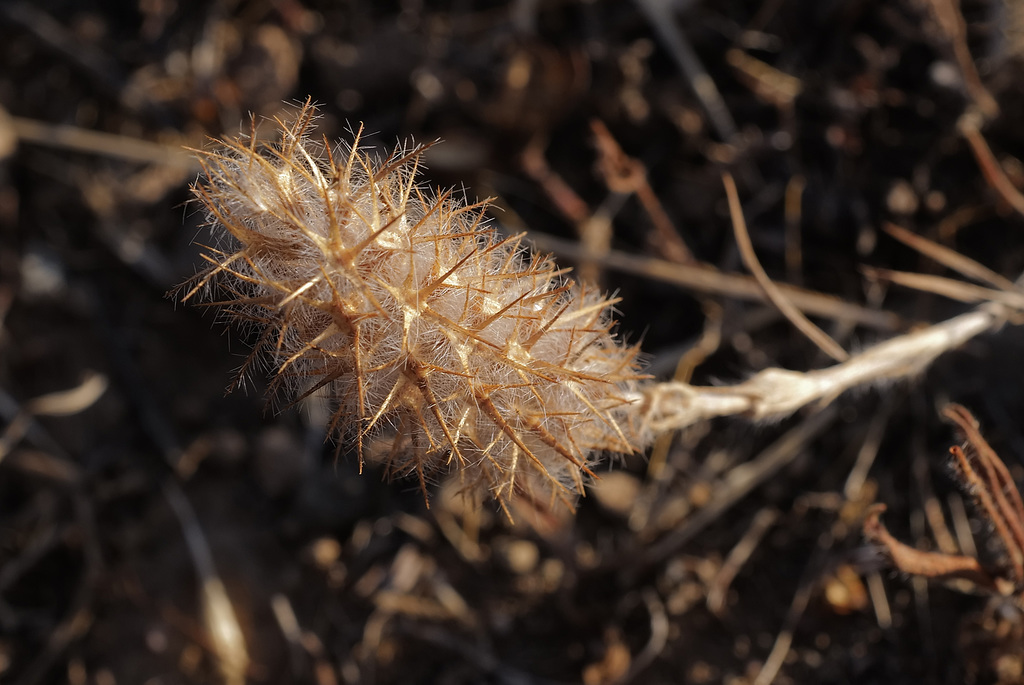 Trifolium angustifolium