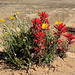 Canyonlands Wildflowers