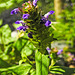 20230625 1325CPw [D~LIP] Gemeine Brunelle (Prunella vulgaris), Bad Salzuflen