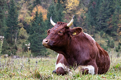 Cow With Horns