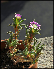 Delosperma