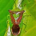 Hawthorn Shield Bug. Acanthosoma haemorrhoidale
