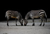 Zebras, die sich gegenüberstehen