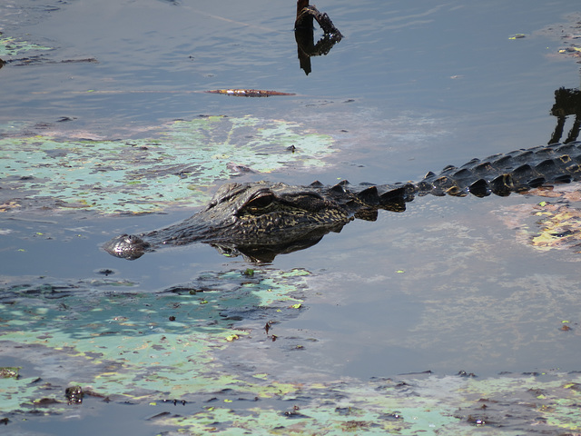 Small alligator in Bluff Lake